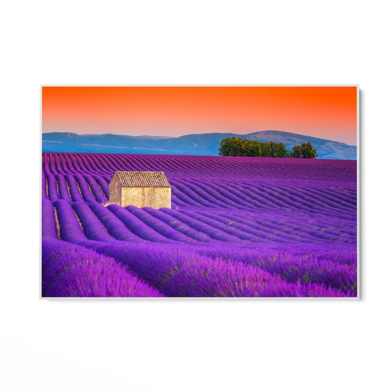 Campi di Lavanda, Valensole - Image 10