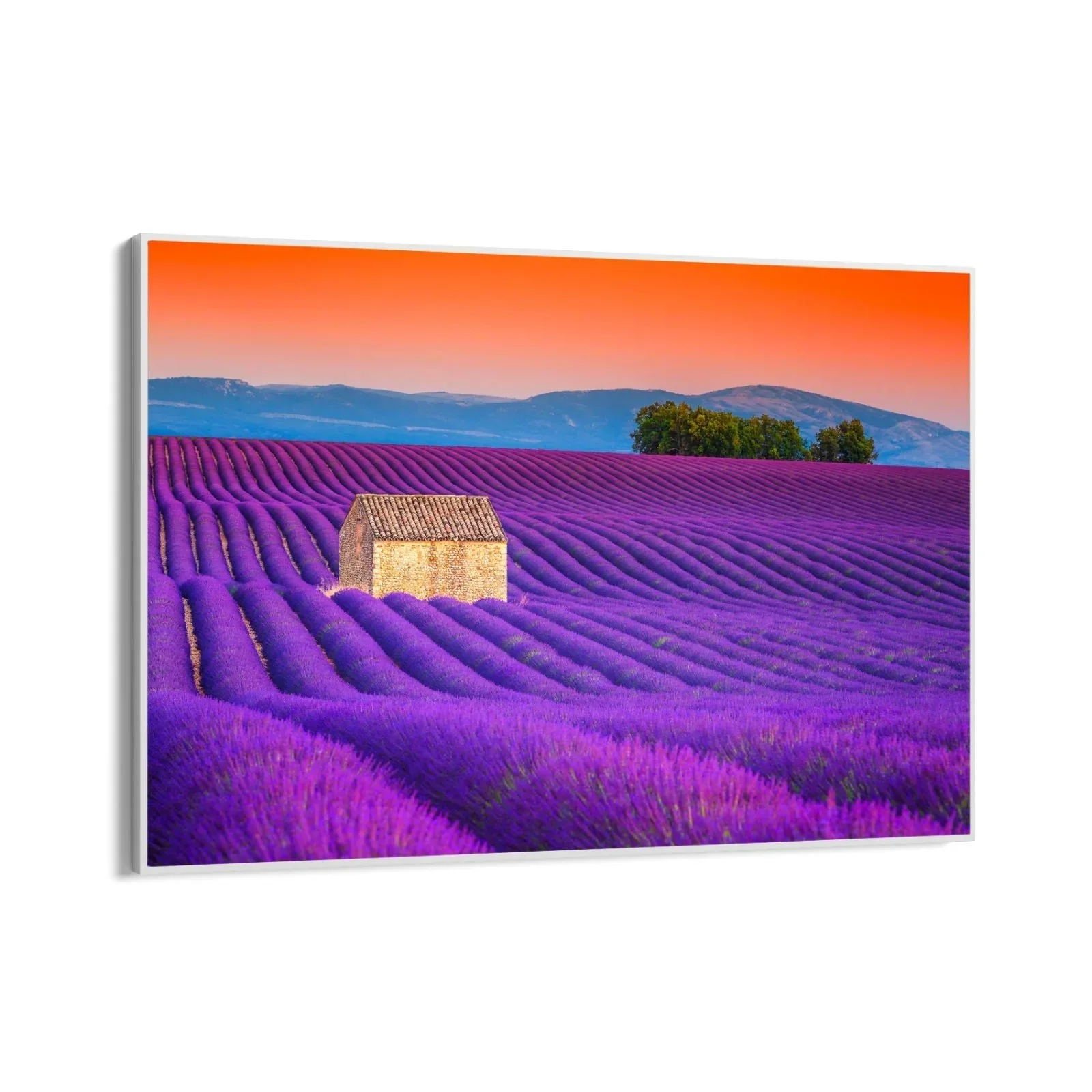 Campi di Lavanda, Valensole - Image 11