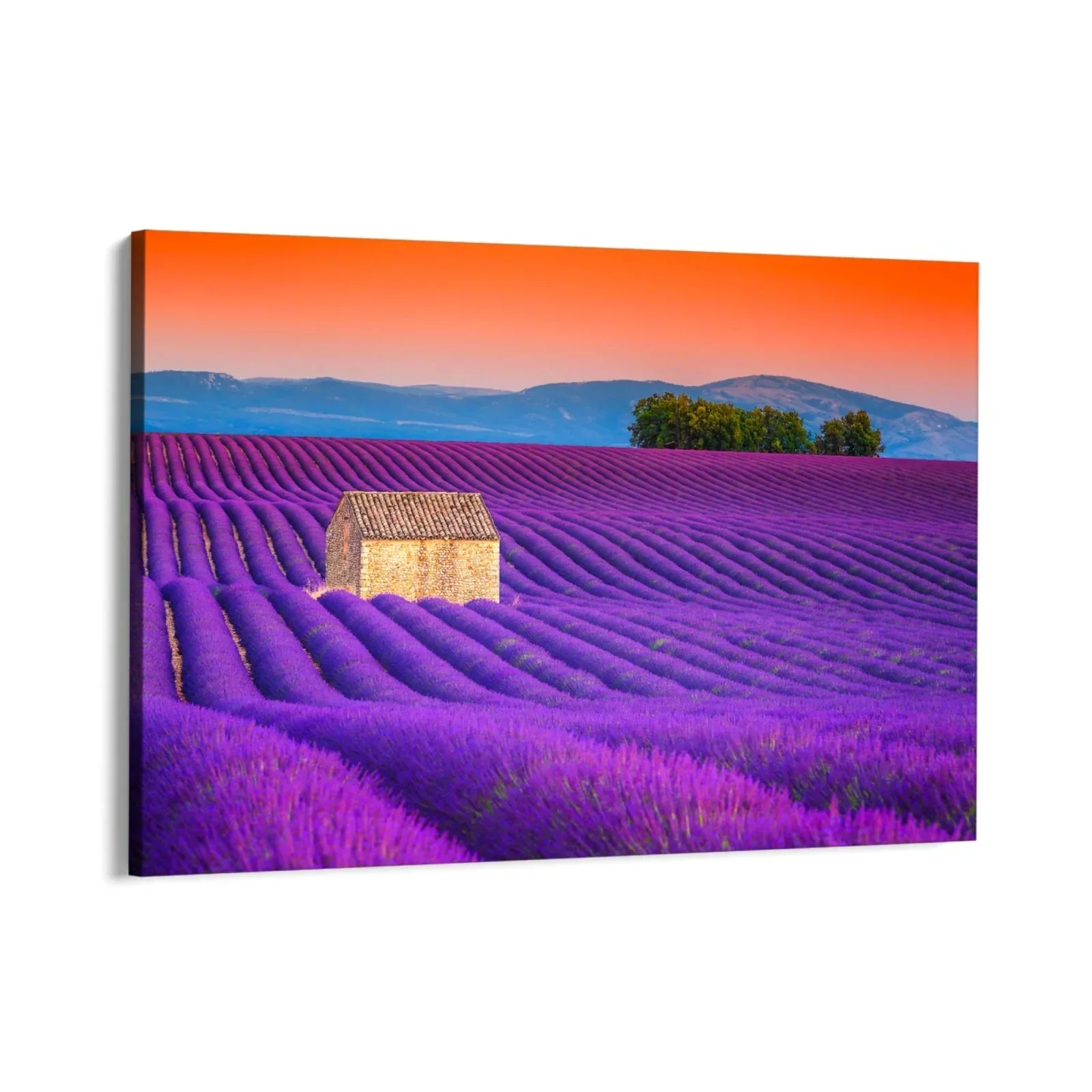 Campi di Lavanda, Valensole - Image 3