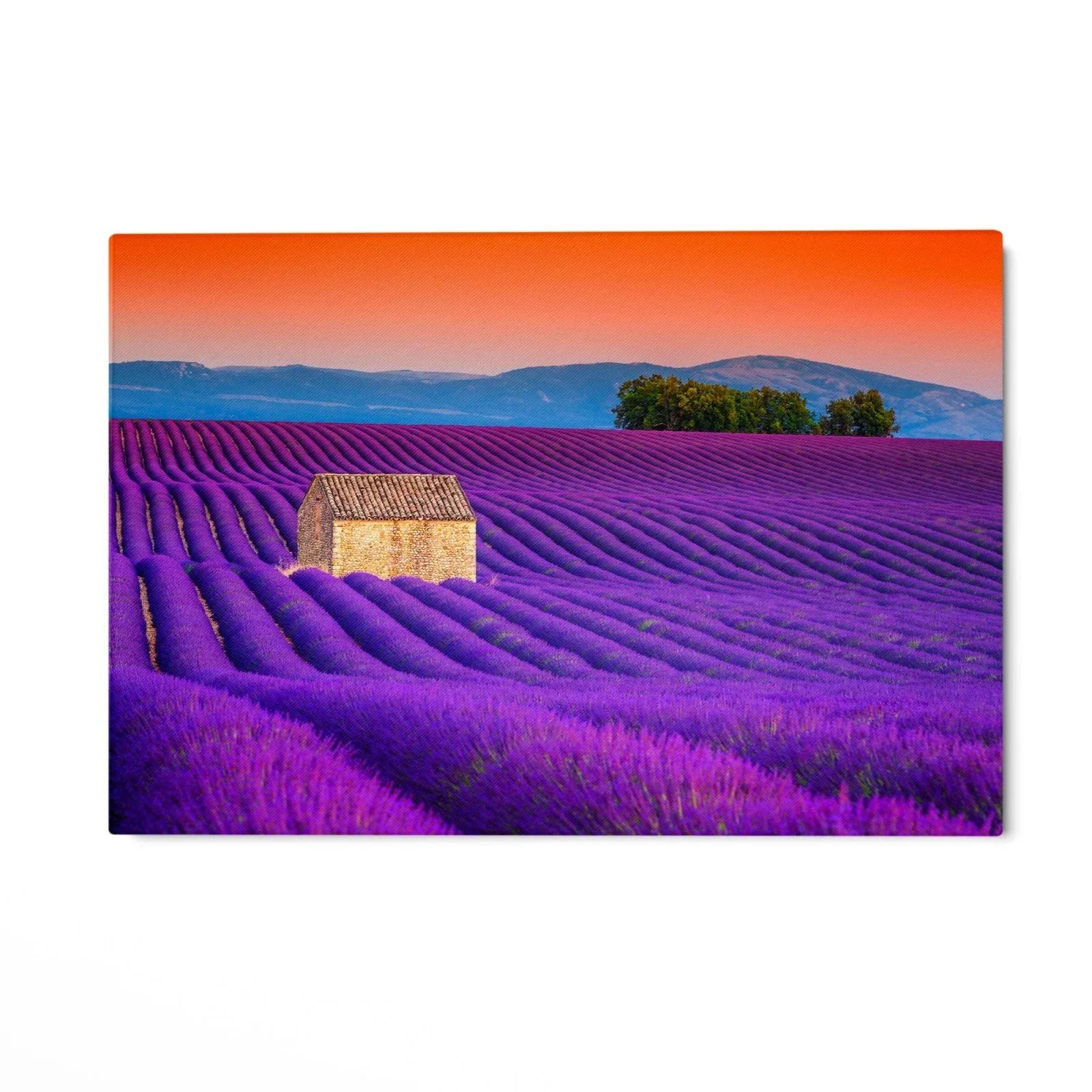 Campi di Lavanda, Valensole - Image 4