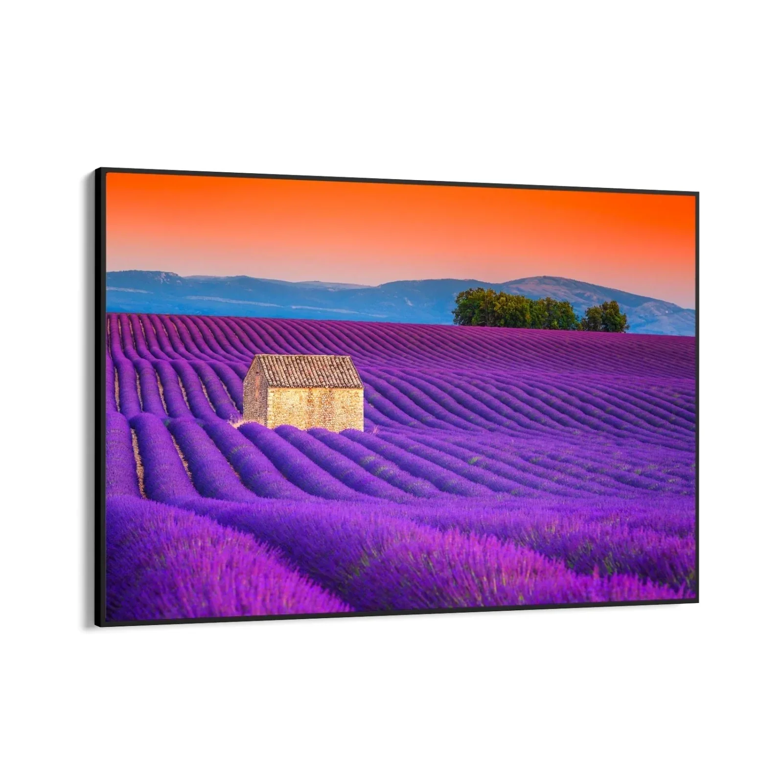 Campi di Lavanda, Valensole - Image 5