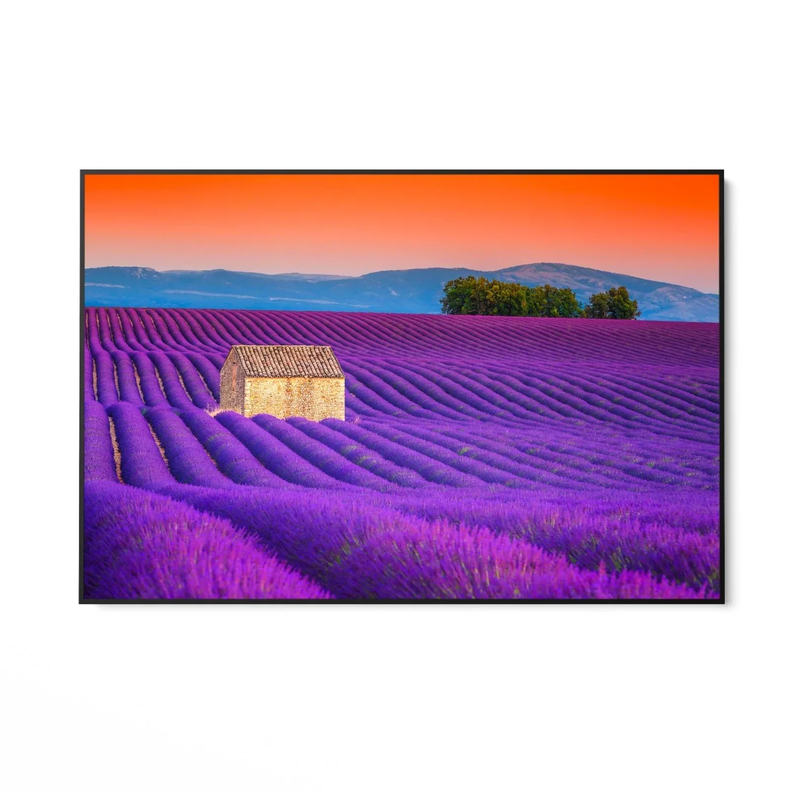 Campi di Lavanda, Valensole - Image 6