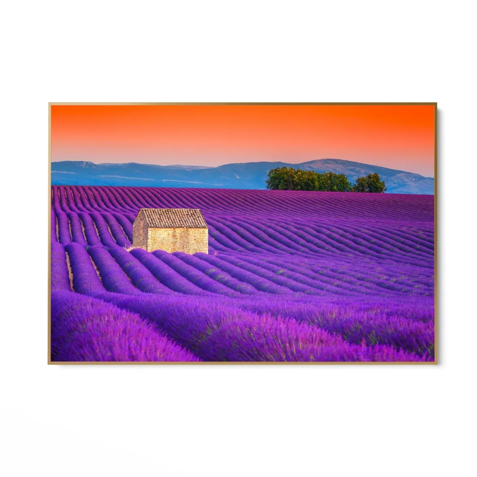 Campi di Lavanda, Valensole - Image 7