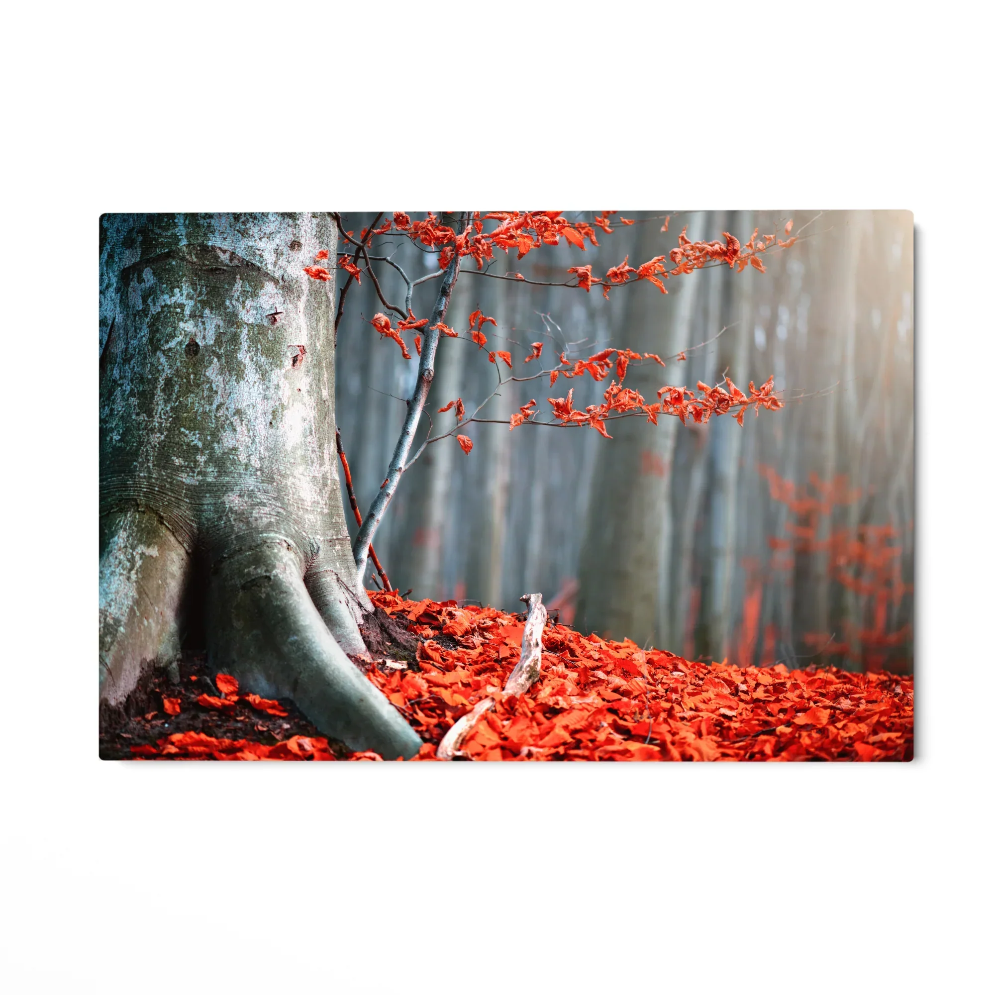 Il respiro del bosco - Image 4
